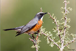 White-throated Robin