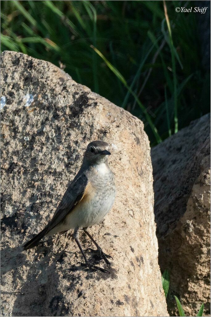 White-throated Robin