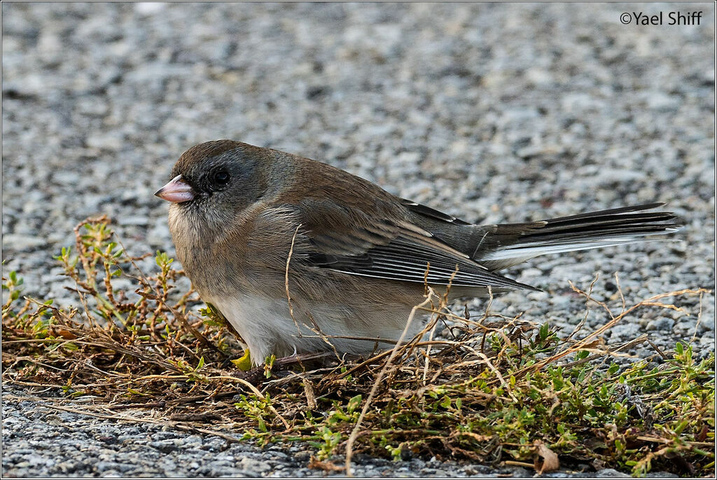 Junco ardoisé