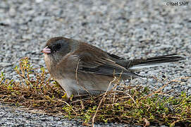 Junco ardoisé