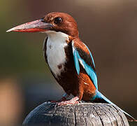 White-throated Kingfisher