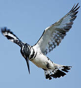 Pied Kingfisher