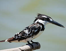 Pied Kingfisher