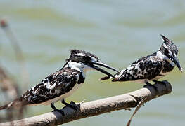 Pied Kingfisher