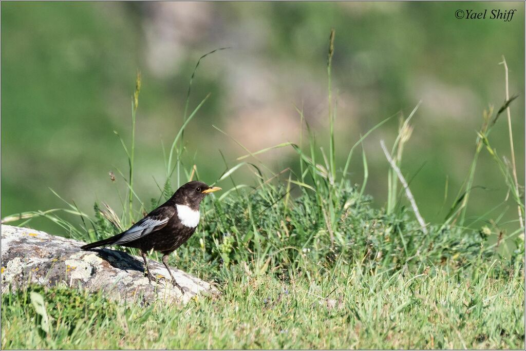 Ring Ouzel (alpestris)