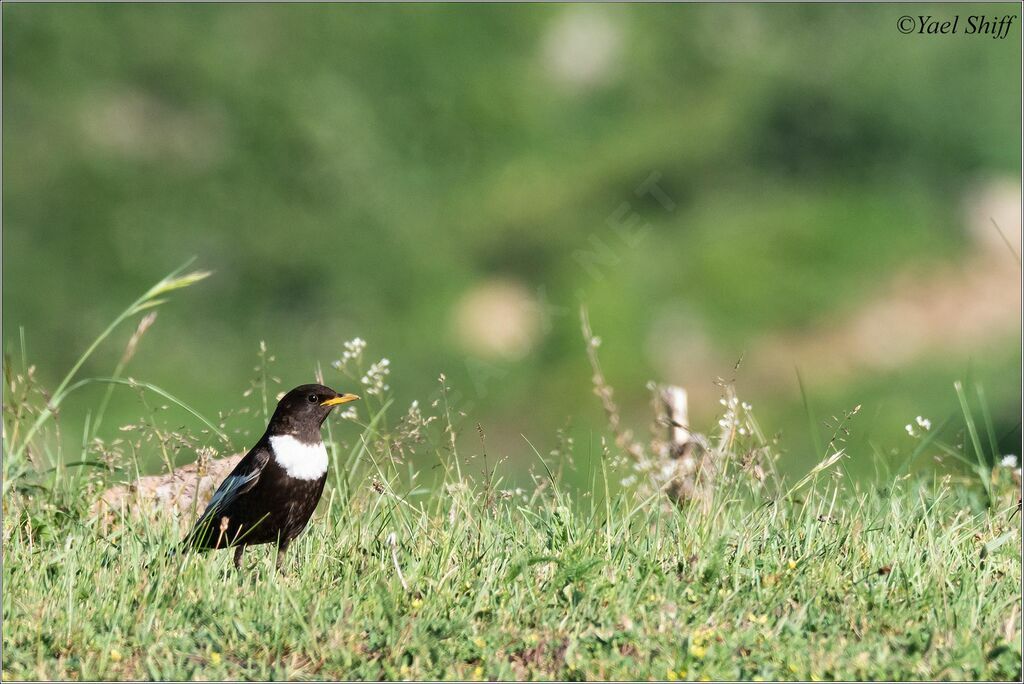 Ring Ouzel (alpestris)