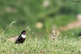 Ring Ouzel (alpestris)