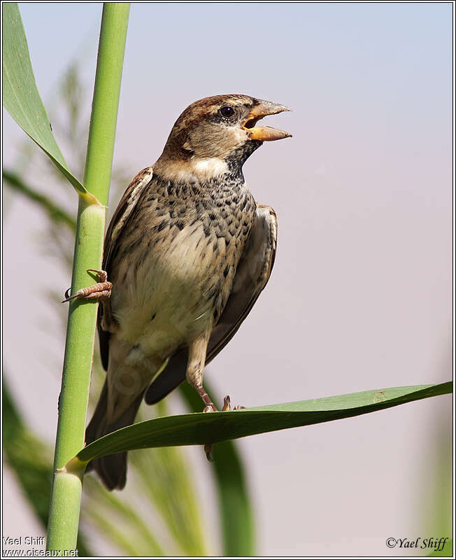 Moineau espagnol mâle 1ère année, chant