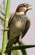 Spanish Sparrow