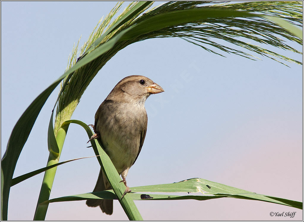 Moineau espagnol femelle