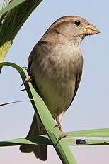 Moineau espagnol