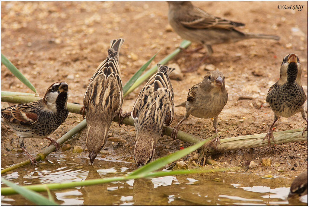 Spanish Sparrow