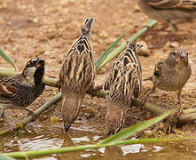 Spanish Sparrow