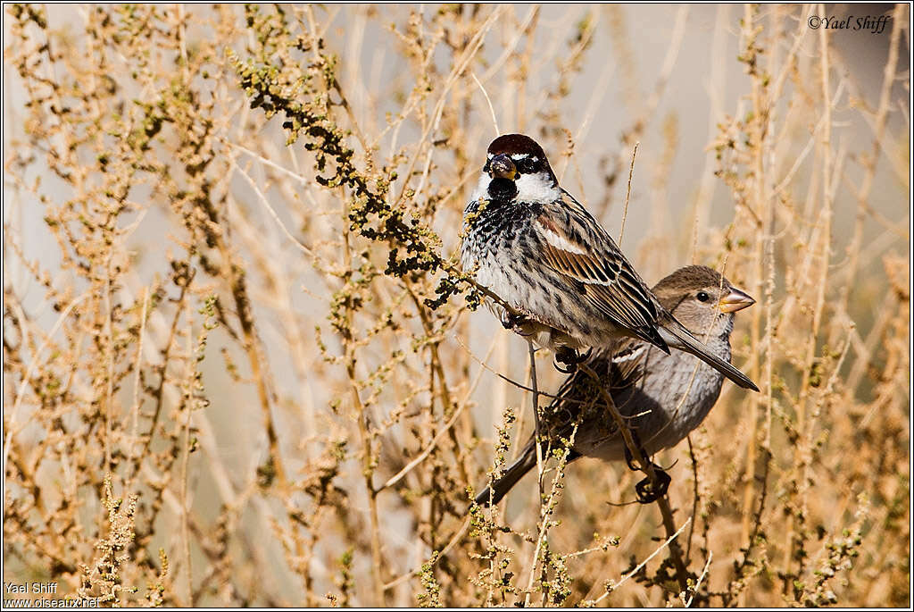 Moineau espagnoladulte, Comportement