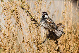 Spanish Sparrow