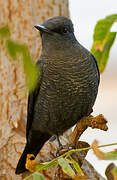 Blue Rock Thrush