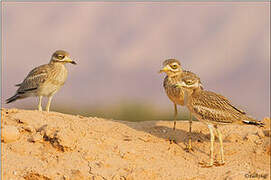 Eurasian Stone-curlew