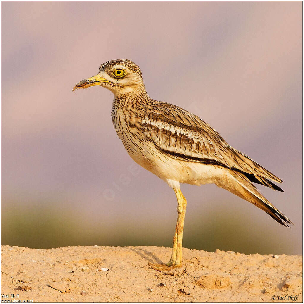 Eurasian Stone-curlew, identification