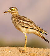 Eurasian Stone-curlew