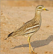 Eurasian Stone-curlew