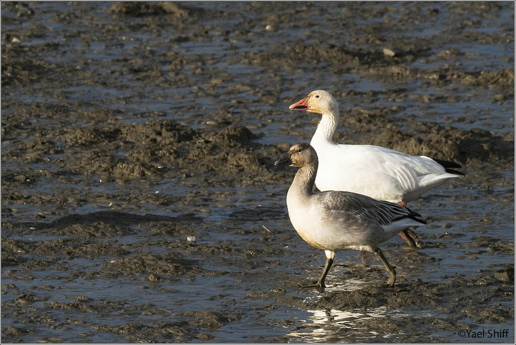 Snow Goose