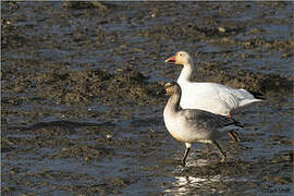 Snow Goose