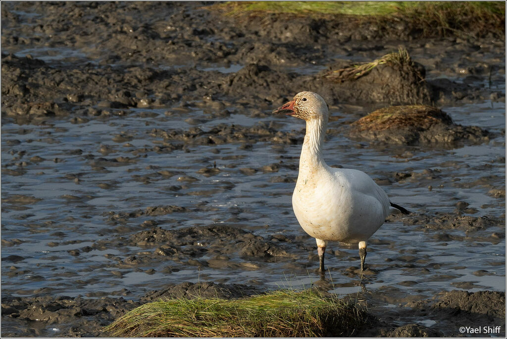 Snow Goose