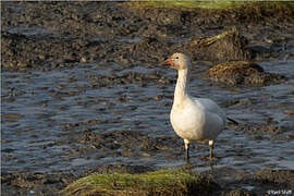 Snow Goose