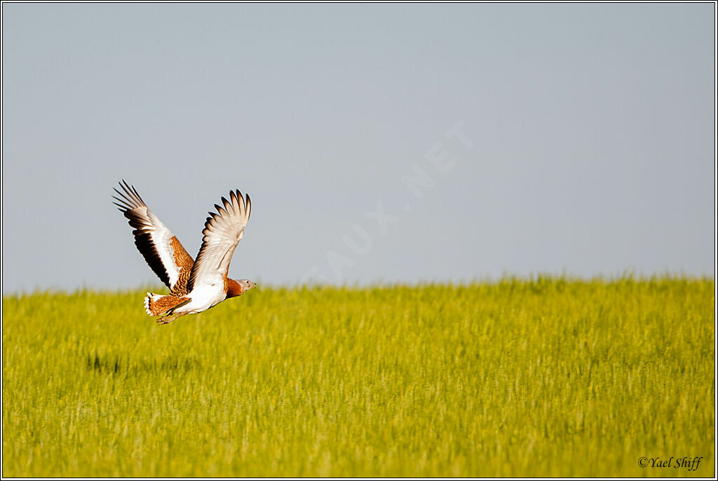 Great Bustard