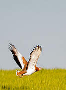 Great Bustard