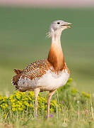 Great Bustard