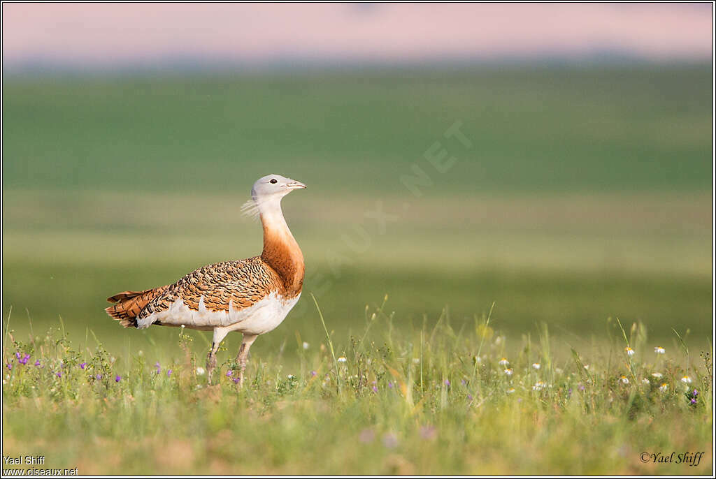 Great Bustard male adult breeding, identification