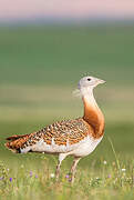 Great Bustard