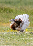 Great Bustard