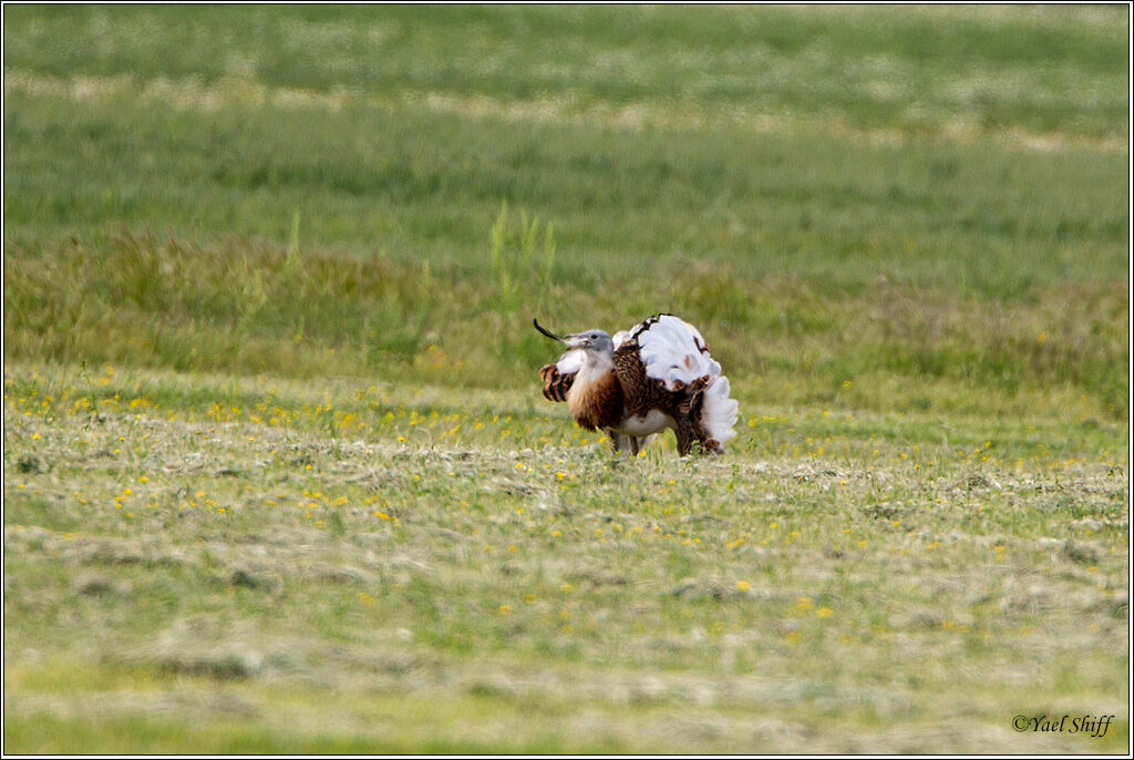 Great Bustard