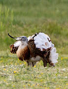 Great Bustard