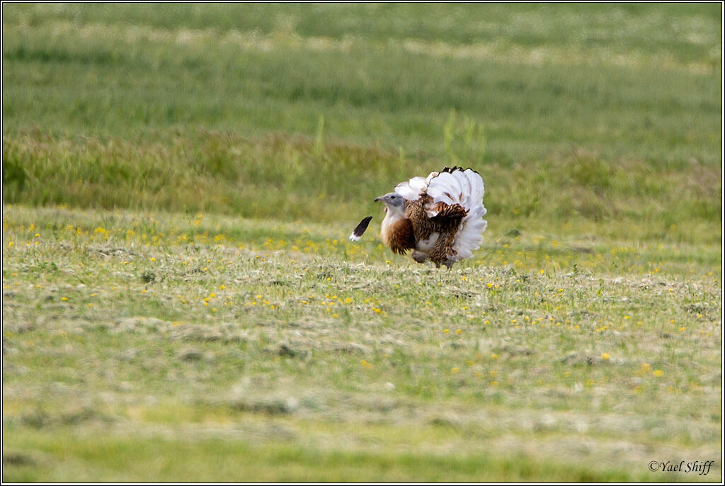 Great Bustard