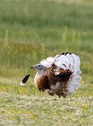 Great Bustard