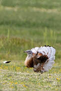 Great Bustard