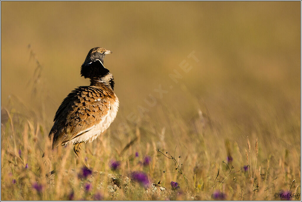 Little Bustard