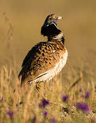 Little Bustard