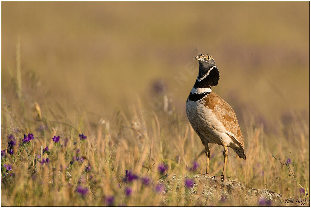 Little Bustard