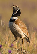 Little Bustard