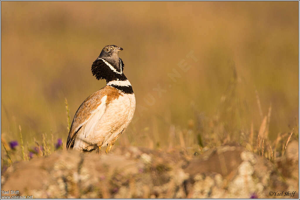 Little Bustard male adult, courting display