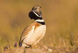 Little Bustard