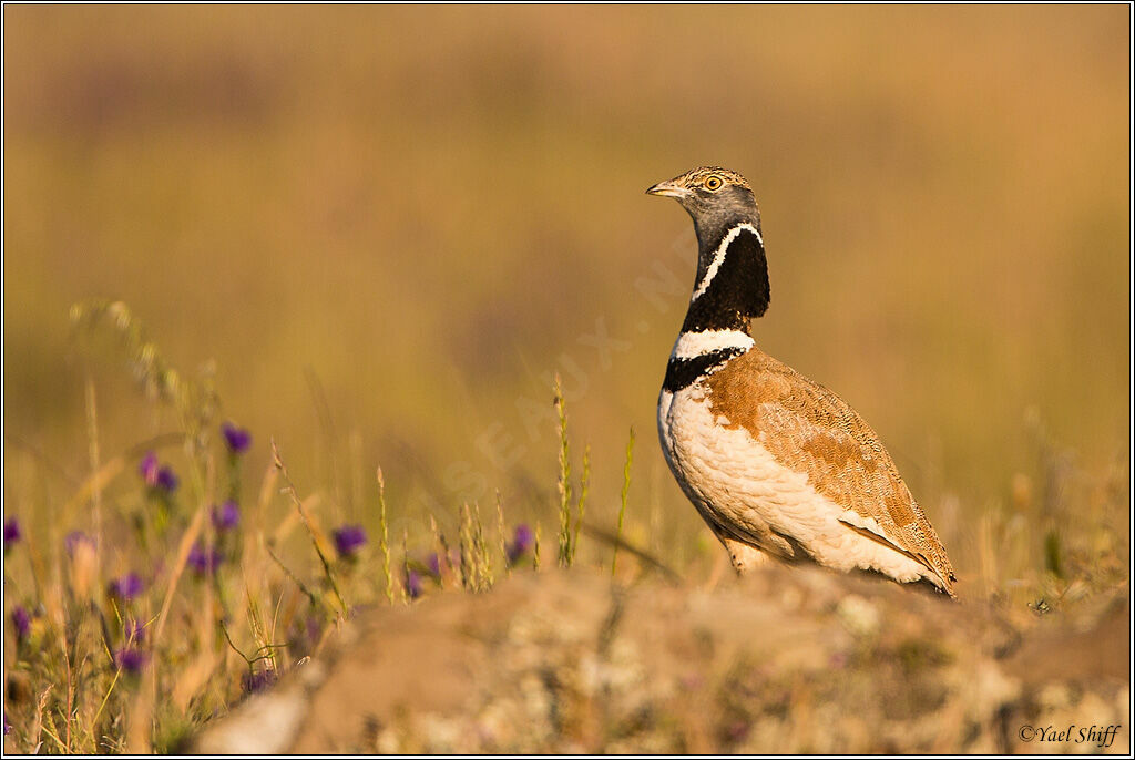 Little Bustard