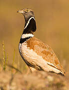 Little Bustard