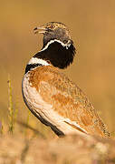 Little Bustard