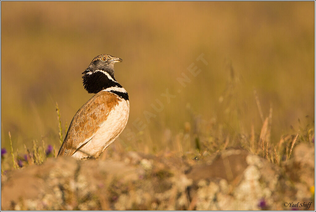 Little Bustard