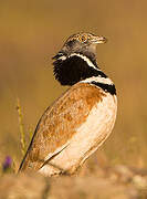 Little Bustard